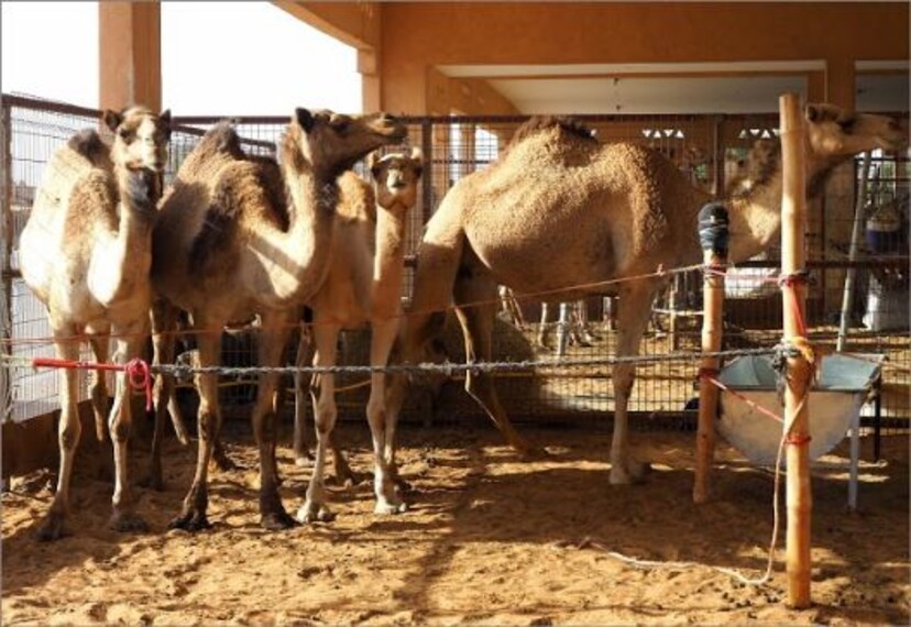 Camel Market-2